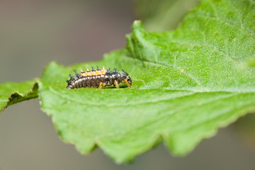 Fototapeta premium Ladybird larva stage