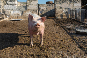 Big pink pig walks in paddock. Livestock farm.