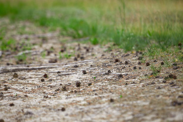 Close-up of a forest walking trail strewn with small pine cones. Walking in the fresh air.