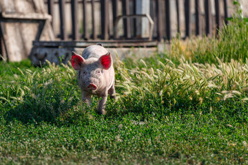 Portrait of a small dirty pig on the background of green grass. Livestock farm.