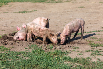 A group of little pigs digging in the dirt on the lawn. Livestock farm.