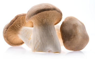 King oyster mushrooms isolated on white background.