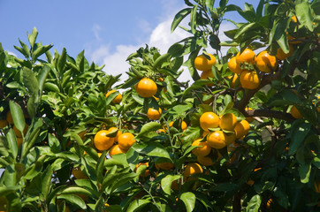 和歌山みかんの木