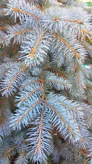 Little sprigs of blue spruce, christmas tree background