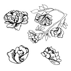 Monochrome set of elements  of blossoming  flowers of rose. Hand drawn ink sketch  isolated on white background.