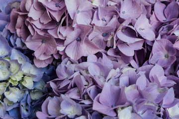 Beautiful blue and purple blooming hydrangea flowers, close up. Floral texture for background