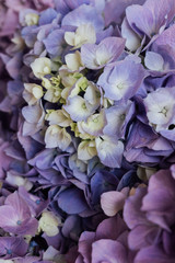 Beautiful blue and purple blooming hydrangea flowers, close up. Floral texture for background