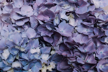 Beautiful pastel blue blooming hydrangea flowers, close up. Floral texture for background