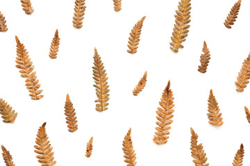 Full Frame Autumn Pattern Made Of Dry Fern Leaves
