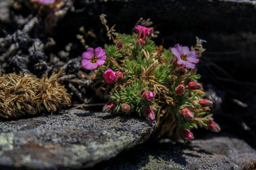 Violet flowers grow on the stones