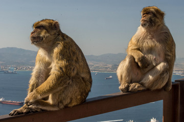 monkey on Gibraltar rock
