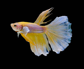 Siamese fighting fish, Yellow Betta fish, betta splendens (Halfmoon betta),Pla-kad, biting fish, Thai popular aquarium fish isolated on black background