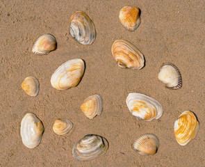 seashells on the seashore as background texture