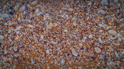 seashells on the seashore as background texture