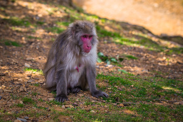 Kyoto - May 30, 2019: Japanese Macaque in the Arashiyama Monkey Park in Kyoto, Japan