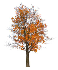 dark yellow semi bare autumn large maple tree