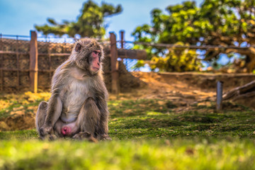 Kyoto - May 30, 2019: Japanese Macaque in the Arashiyama Monkey Park in Kyoto, Japan
