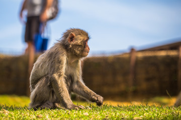 Kyoto - May 30, 2019: Japanese Macaque in the Arashiyama Monkey Park in Kyoto, Japan