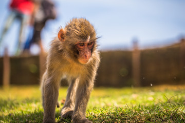 Kyoto - May 30, 2019: Japanese Macaque in the Arashiyama Monkey Park in Kyoto, Japan