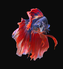 Blue and Red Fighting fish spread tail-feathers, Siamese fighting fish. Betta fish, betta splendens isolated on black background