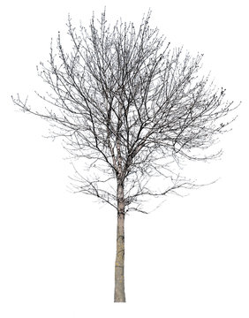 bare winter isolated tree