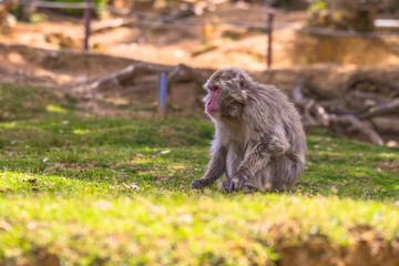 Naklejka na ściany i meble Kyoto - May 30, 2019: Japanese Macaque in the Arashiyama Monkey Park in Kyoto, Japan