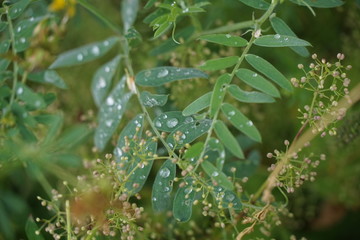 round drops of water