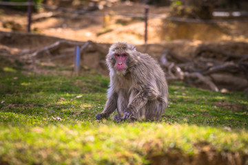 Kyoto - May 30, 2019: Japanese Macaque in the Arashiyama Monkey Park in Kyoto, Japan