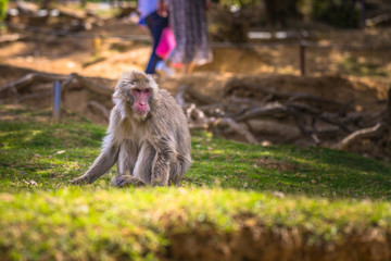 Naklejka na ściany i meble Kyoto - May 30, 2019: Japanese Macaque in the Arashiyama Monkey Park in Kyoto, Japan