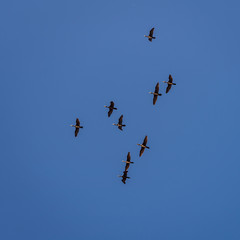 flock of ducks flying in the blue sky
