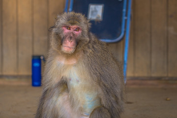 Kyoto - May 30, 2019: Japanese Macaque in the Arashiyama Monkey Park in Kyoto, Japan