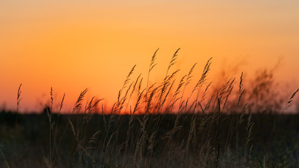 Fototapeta premium field grass grows in a field at sunset