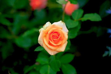 Art photo rose petals isolated on the natural blurred background. Closeup. For design, texture, background. Nature.