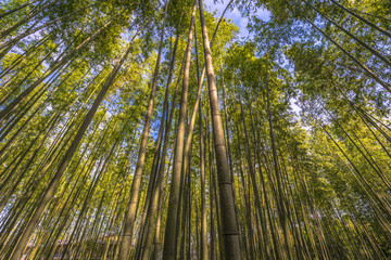 Obraz na płótnie Canvas Kyoto - May 30, 2019: Bamboo forest of Kameyama Park in Kyoto, Japan