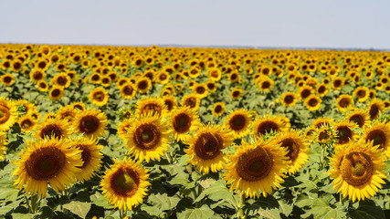 sunflowers bloom in a field on a farm