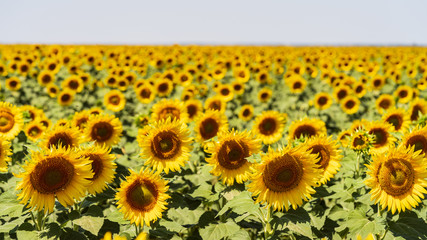 Obraz premium sunflowers bloom in a field on a farm