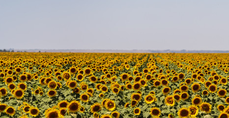 sunflowers bloom in a field on a farm