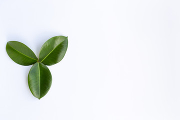 concept - top view of natural leaves isolated on white background for mockup