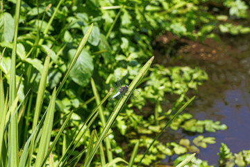 Male black-tailed skimmer sitting on a blade of grass in the Plateaux-Hageven reserve