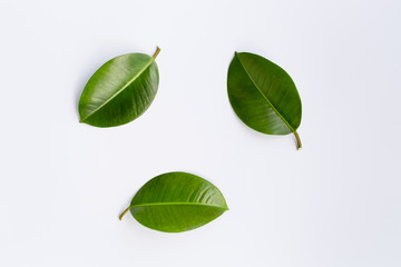 concept - top view of natural leaves isolated on white background for mockup