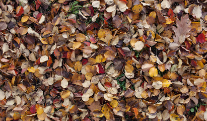  Seamless autumn leaves background.Selective focus