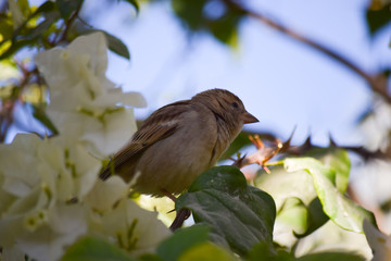Sparrow bird in between plant flower wildlife animal wallpaper background