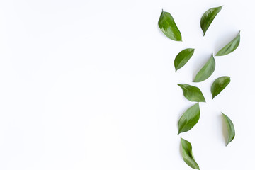 Obraz premium concept - top view of natural leaves isolated on white background for mockup