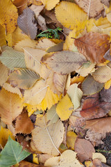 Seamless autumn leaves background.Selective focus
