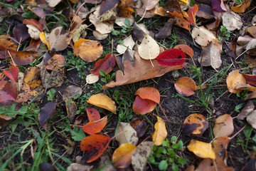  Seamless autumn leaves background.Selective focus