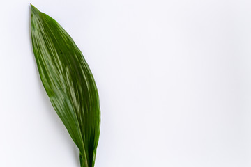 green leaf isolated on white background