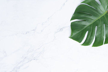 Isolate Dark green Monstera large leaves, philodendron tropical foliage plant growing in wild on white mable rock background concept for flat lay summer greenery leaf texture rainforest floral