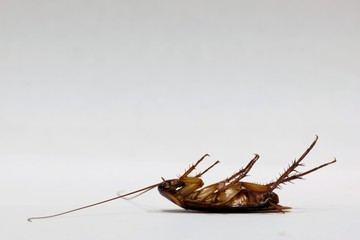 Dead American Cockroach insect white background copy space pest control concept.