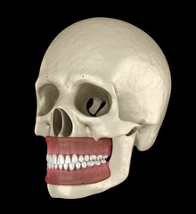 Obraz premium Healthy human teeth with normal occlusion. Medically accurate tooth 3D illustration