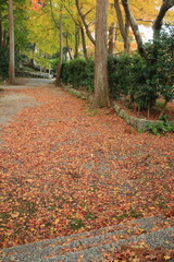 Fototapeta na wymiar 落ち葉でいっぱいの道と黄葉が美しい楓の木々